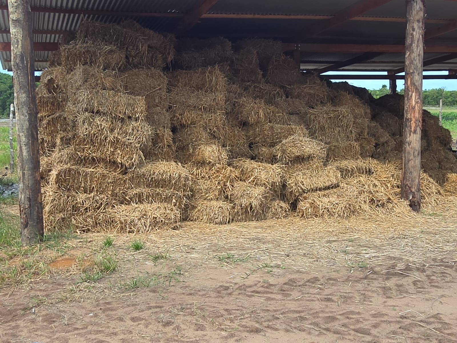 DDL subsidiary targeting CARICOM cow’s milk market