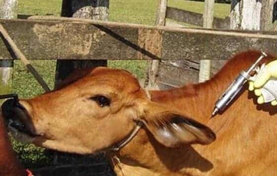 Guyana to produce livestock vaccines – agri minister