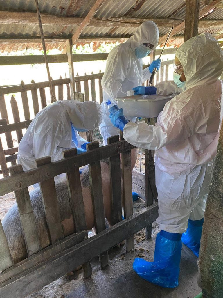Guyana free of African swine fever, Suriname conducting survey