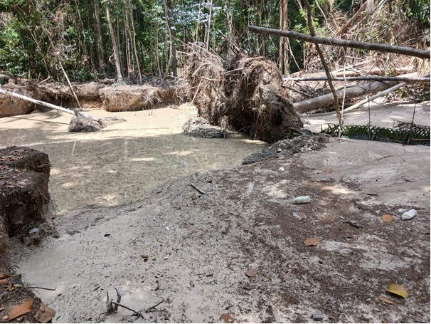 Brazilian illegal gold miners at Iwokrama entered Guyana as tourists