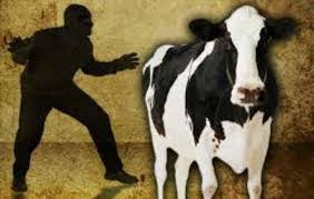 Suspected cattle rustler among several arrested