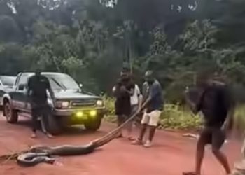 Iwokrama condemns alleged harassment of giant green anaconda in protected forest