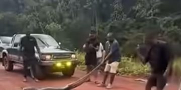 Iwokrama condemns alleged harassment of giant green anaconda in protected forest