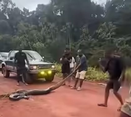 Iwokrama condemns alleged harassment of giant green anaconda in protected forest