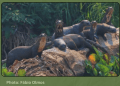 Efforts to protect Giant River Otters in Rupununi areas paying off