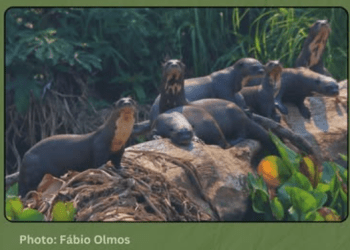 Efforts to protect giant river otters in Rupununi areas paying off