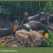 Efforts to protect Giant River Otters in Rupununi areas paying off