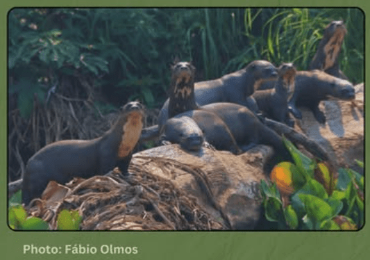 Efforts to protect Giant River Otters in Rupununi areas paying off