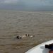 41 bodies recovered from MV Barima accident site