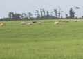 Three cows perish “excellent” forecast for majority of others