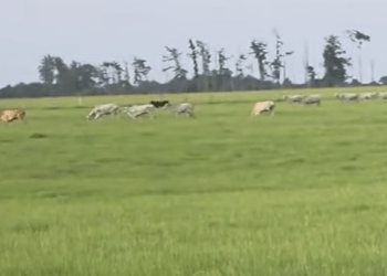 Three cows perish, “excellent” forecast for majority