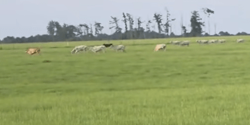 Three cows perish “excellent” forecast for majority of others