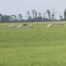 Three cows perish, “excellent” forecast for majority