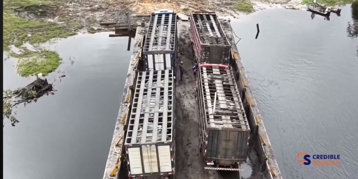 Pregnant Brazilian cows on scheduled journey to Ebini research station