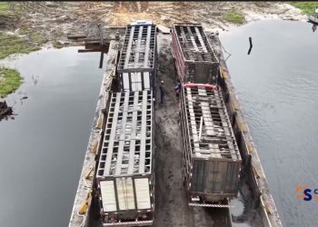 Pregnant Brazilian cows on scheduled journey to Ebini research station