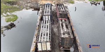 Pregnant Brazilian cows on scheduled journey to Ebini research station