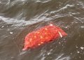 10 bodies recovered from MV Barima mishap