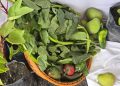 Cheaper food from today at farmers’ market