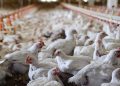 Guyana on alert for bird flu, amid outbreak in Suriname