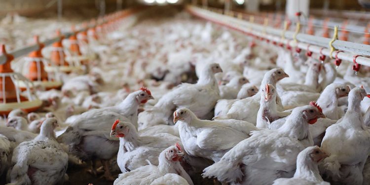 Guyana on alert for bird flu, amid outbreak in Suriname