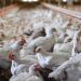 Guyana on alert for bird flu, amid outbreak in Suriname
