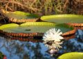 Guyana’s ‘Queen of the River’:  the Victoria Amazonica at the heart of botanical collaboration with Royal Gardens   