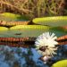 Guyana’s ‘Queen of the River’:  the Victoria Amazonica at the heart of botanical collaboration with Royal Gardens   