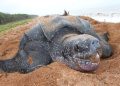 UK to assist with Shell Beach conservation- British High Commission