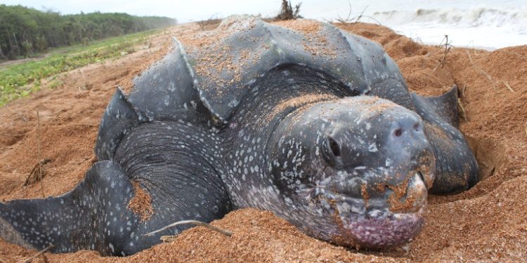UK to assist with Shell Beach conservation- British High Commission